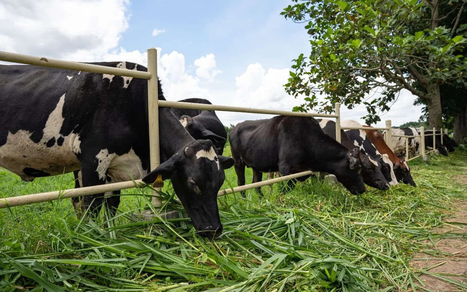 Holstein cattle grazing along a fence on green pasture.