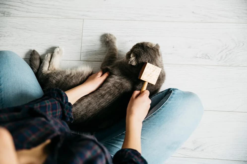 A grey cat being brushed on its owner's lap.