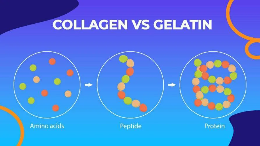 Diagram titled 'Collagen vs gelatin': amino acids join into peptides, and peptides into protein.