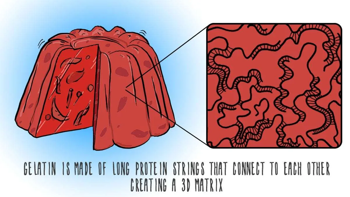 Illustration: a jelly with a magnified view of the long protein strands that link into a 3D matrix.