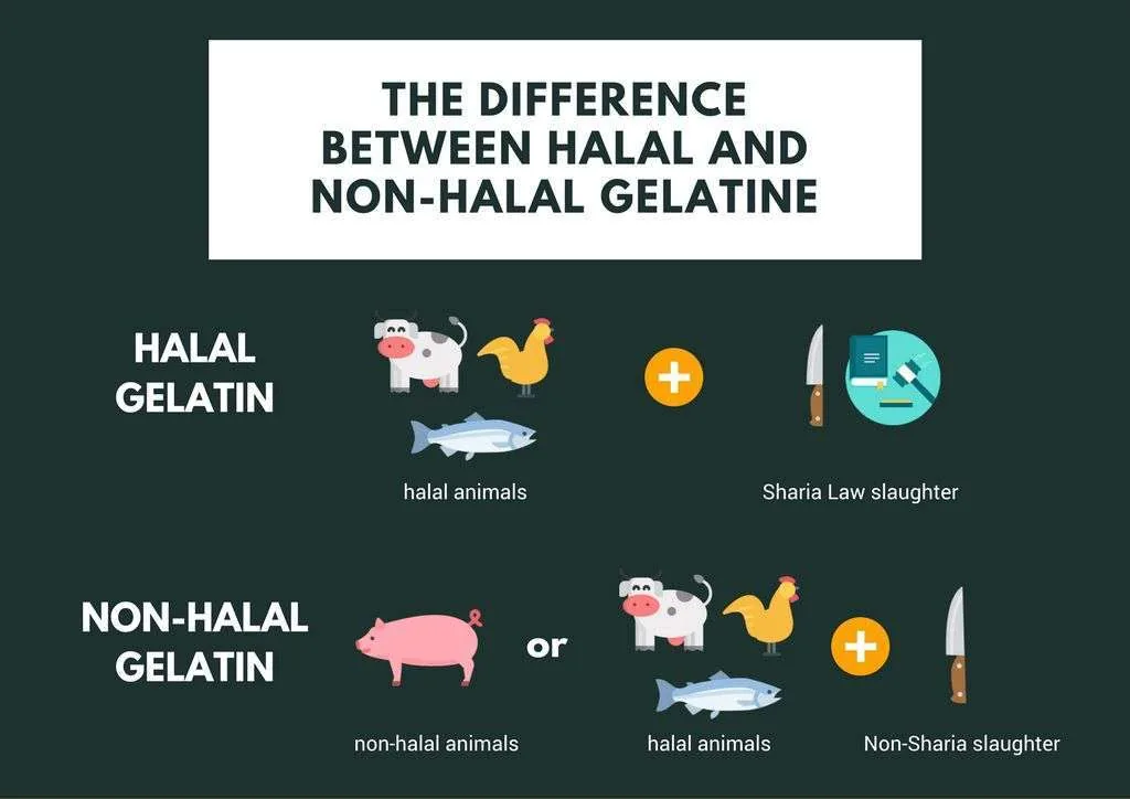 Infographic: Halal gelatin comes from Halal animals slaughtered under Shariah; non-Halal gelatin from pigs, or Halal animals not slaughtered under Shariah.
