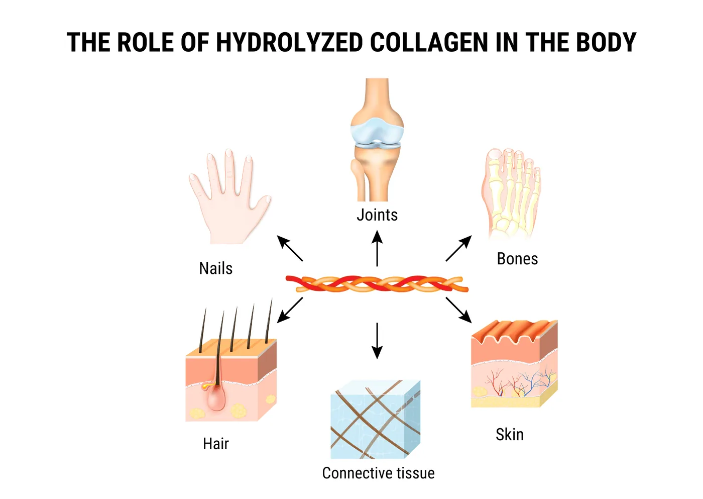 Infographic: the role of hydrolysed collagen in joints, bones, skin, hair, nails and connective tissue.